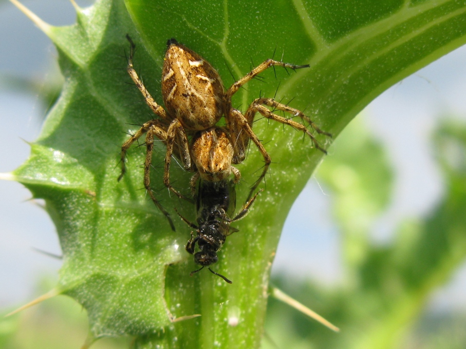 Oxyopes sp.